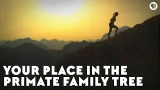 your place in the primate family tree