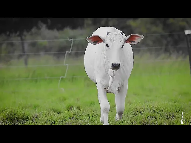 Novilha Nelore CLTN - 228