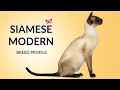 Siamese Modern Cat Breed Profile History - Price
