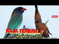 Lagu RAJA TEMBAK  || CililiN VS TENGKEK BUTO 3jAM