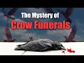 Why Do Crows Hold Funerals