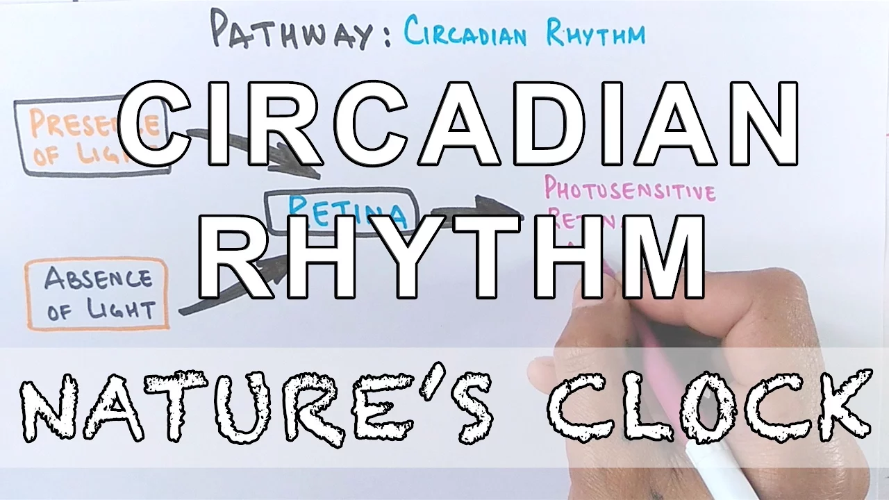 Circadian Rhythm | Pathway of Biological Clock