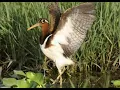 Download Lagu Suara burung pelung aw aw sangat jitu kusus untuk memikat menjelang malam hari josss
