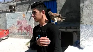 پرنده ی قرقی اردبیل سالتاوار 1394 