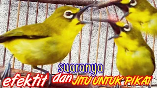 Download panggilan pleci untuk pikat dan pancingan buka paruh MP3