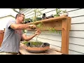 Dave s Bonsai E48 Weeping Willow Work