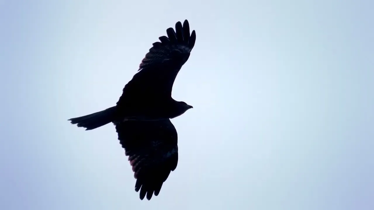 スズキのCMまとめ。軽を中心にしたキャッチーなCMを紹介！