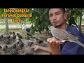 Lagu WOW VIRAALLL_ANTARA MANUSIA DAN BURUNG-BURUNG DI ALAM