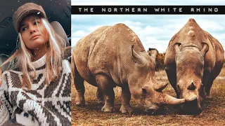 Gratitude, Hope and Two Important Rhinos No. 40