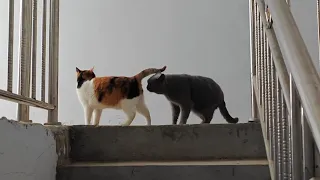 These two cats saw snow for the first time