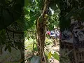 Download Lagu #wild#orchids #flowers #videoshorts