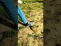 Download Lagu Big Russell's Viper bite #cobra #snakes #shortsfeed #shortsviral #shorts #short #reels #shortsviral