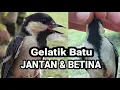 Lagu Cara Membedakan Gelatik Batu / Gelatik Wingko JANTAN \u0026 BETINA !!