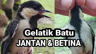 cara membedakan gelatik batu gelatik wingko jantan u0026 betina 