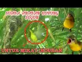 Lagu SUARA ANAKAN BURUNG SOGON - SOGOK ONTONG TERBUKTI AMPUH UNTUK PIKAT