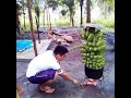 Download Lagu Meme Off Off Off Kocak Singkat