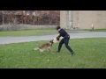 K-9 Training in Newport Vt