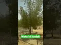 Download Lagu Wukuf || Arafah saat ini || Haji 2023 || Hajj 2023