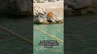 WHY OUR BOATCAT DOESN’T WEAR A LIFEJACKET! Can’t say we didnt try 🤣 #liveaboards #cats #cat