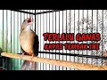 Download Lagu BUKA EKOR || BURUNG KAPAS TEMBAK GACOR NYEMBUR TEMBAKAN