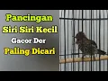Download Lagu Pancingan Siri Siri Kecil Gacor Paling Dicari || Situs Kicau