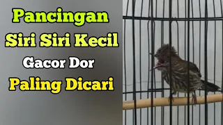 Download Pancingan Siri Siri Kecil Gacor Paling Dicari || Situs Kicau MP3