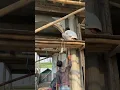 Download Lagu lelaki yg d puja sama istri orang