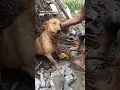 Golden Retriever Rescued After 3 Days Under Landscape Rubble