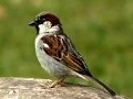 Download Lagu Panggilan Burung Pipit Rumah