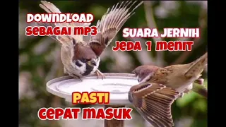 masteran greja tarung jernih jeda 1 menit 