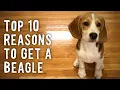 Top 10 Reasons To Get a Beagle