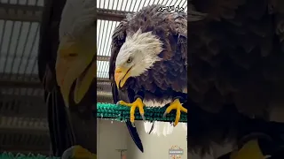 النسر صوت النسر صياح العقاب سبحان الله 