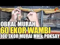 Download Lagu BUKAN DI PRAMUKA ! TAPI DI AGEN INI OBRAL 60 EKOR WAMBI,100 EKOR MURAI MH,POKSAY DAN SANGKAR