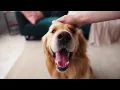 VCA Animal Referral Emergency Center of Arizona can treat cancer in our pets