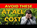 St Augustine Grass Common Mistakes How To Avoid Them