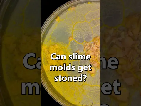 Can slime mold get stoned?
