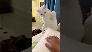 عنده مشكله مع الايد كأنها مش تبع البغلاوى 