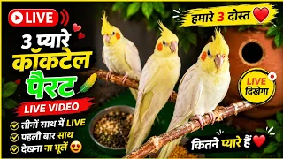 My First Vlog Live Cocktail parrot 🦜