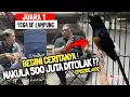 Download Lagu MURAI BATU NAKULA 500 JUTA DITOLAK 😱⁉️BEGINI CERITANYA 😭YOGA BF LAMPUNG‼️Episode#02