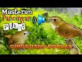 Download Lagu Suara pikat Burung Jongkangan/ Cingcoang Coklat
