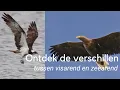 Download Lagu Ontdek het verschil tussen de zeearend en de visarend #1227