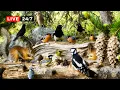 Download Lagu 🔴24/7 LIVE CAT TV😺 Beautiful Birds and Adorable Red Squirrels in The Forest Nook Restaurant