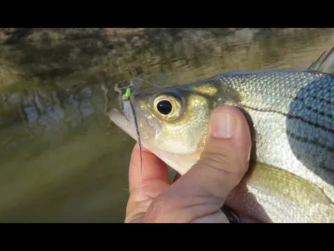 Download MP3 FishTales Fly Tying: A Simple Whitebass Fly