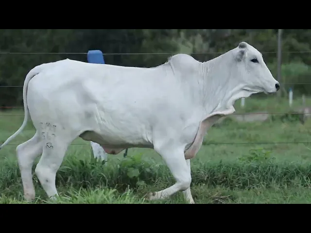 Novilha Nelore CMT - 567