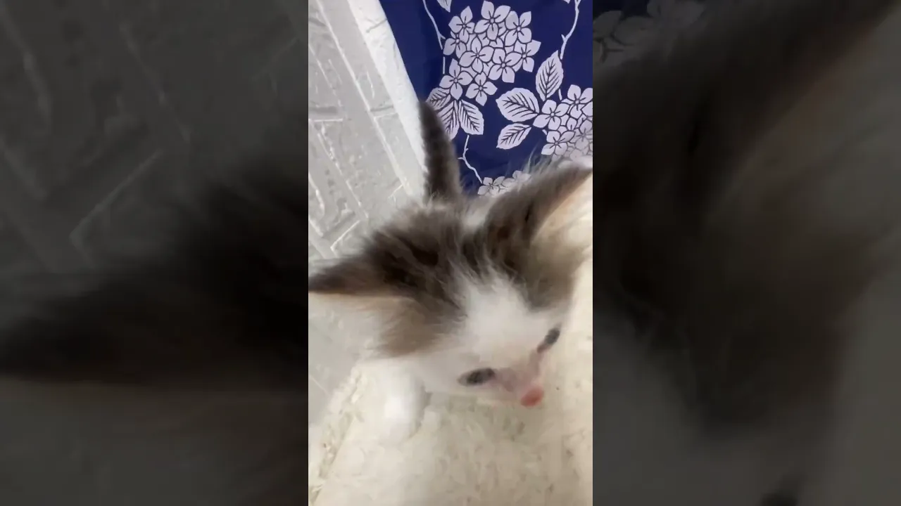 動画
