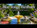 LIVE Blue Ridge Birdbath Cardinals Bluebirds Songbirds The Robertson Rottie Ranch