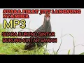 Download Lagu suara burung sintar sawah mp3 di jamin langsung Nyamber
