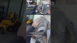 Man And His Bull Named Gus Were Pulled Over By Police 