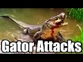 Why Alligators Attack People Tips to Coexist