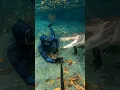 ALLIGATOR HUNTS ME UNDERWATER